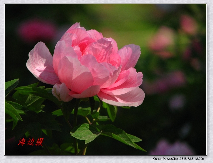 neo_img_img_9788.jpg