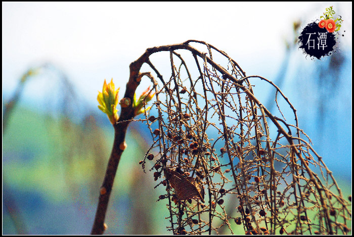 dsc_0193_Ӱ_2.jpg