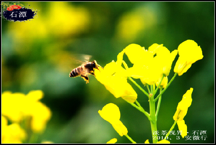 dsc_0457_Ӱ_5.jpg
