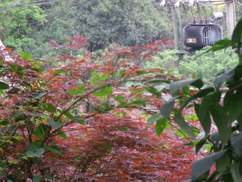 dscf2079.jpg