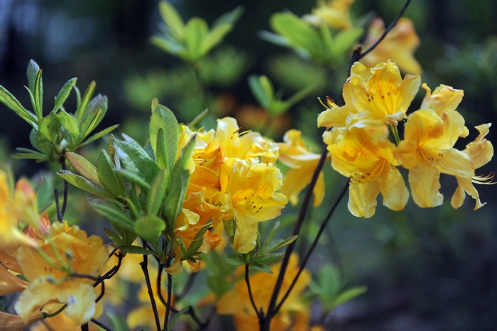 dsc_0444_Ӱ_1.jpg