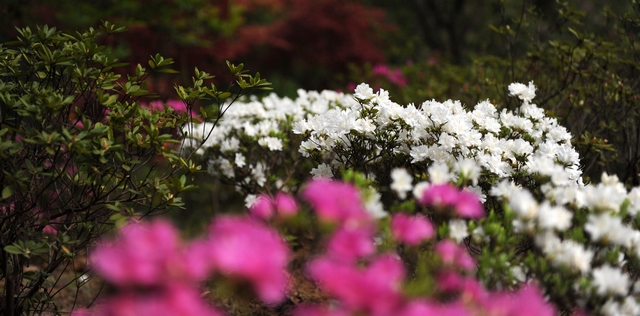 dsc_0437_Ӱ_1.jpg