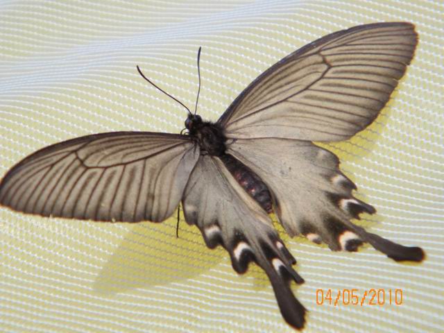 С 100_0822.jpg