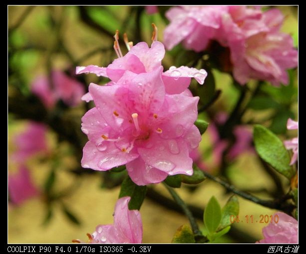 dscn0841_Ӱ_1.jpg