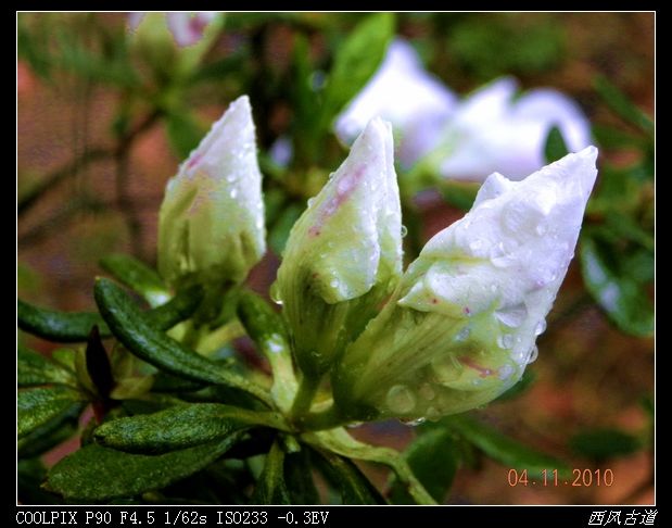 dscn0928_Ӱ_1.jpg