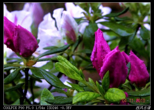 dscn0935_Ӱ_1.jpg