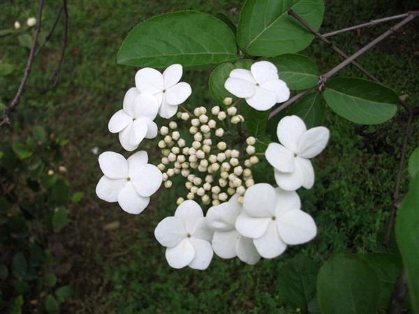 Ƭ 016.jpg