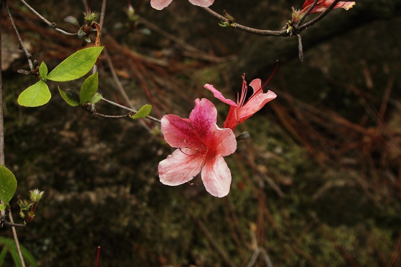 dsc06313.jpg