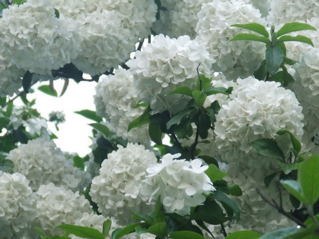 dscf0863.jpg