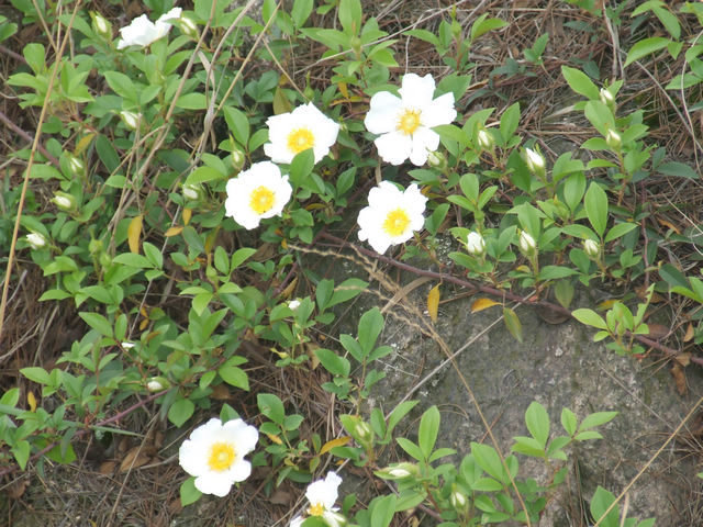 dscf0944.jpg