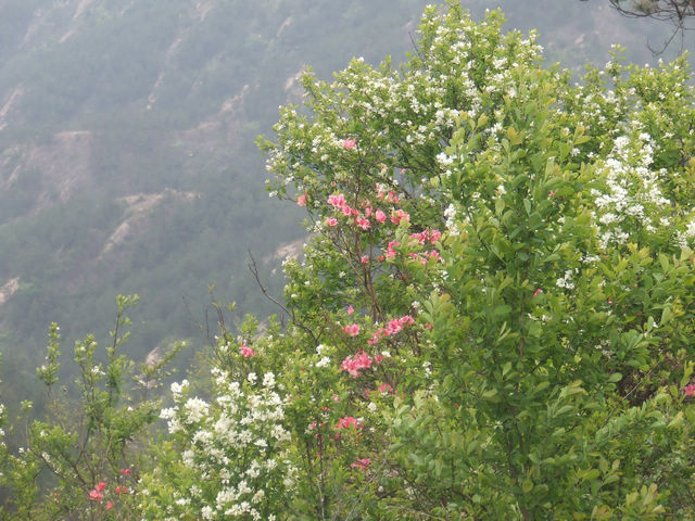 dscf0976.jpg
