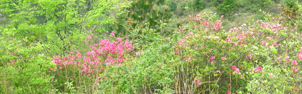 Ƭ 033.jpg