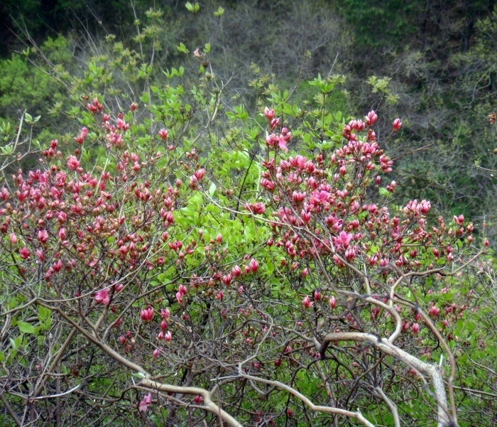 dsc07619.jpg