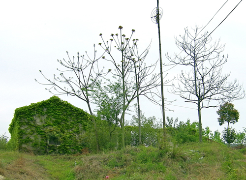 Ƭ 010.jpg