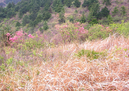 Ƭ 038.jpg