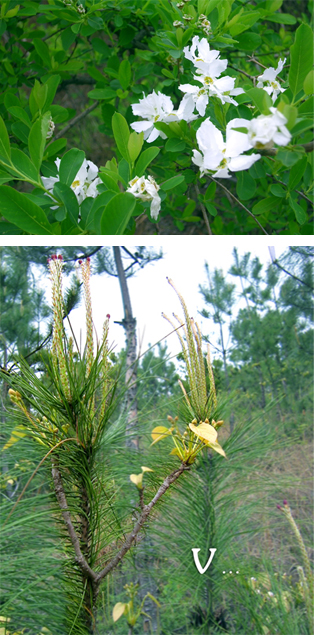 Ƭ 035 copy.jpg