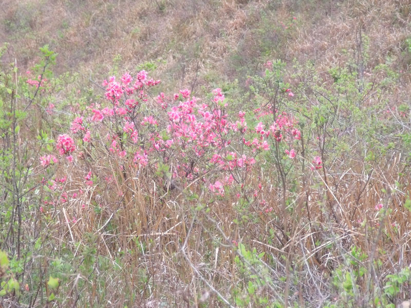 2010.4.17   042.jpg