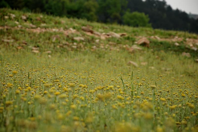 dsc_0468.jpg