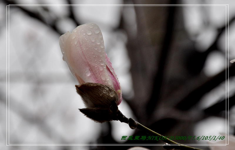 dsc_2071.jpg