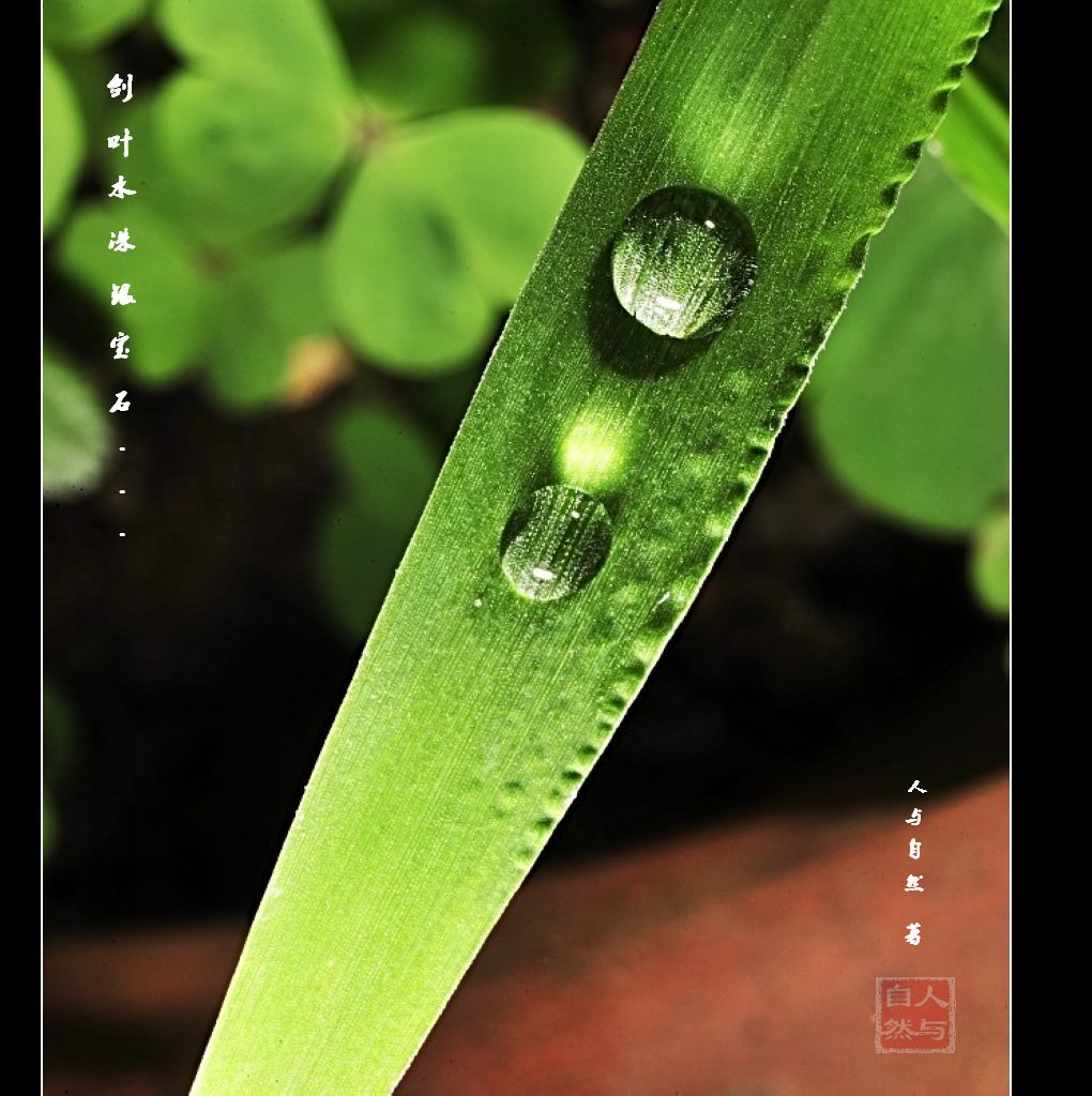 Ҷˮӡ1.jpg