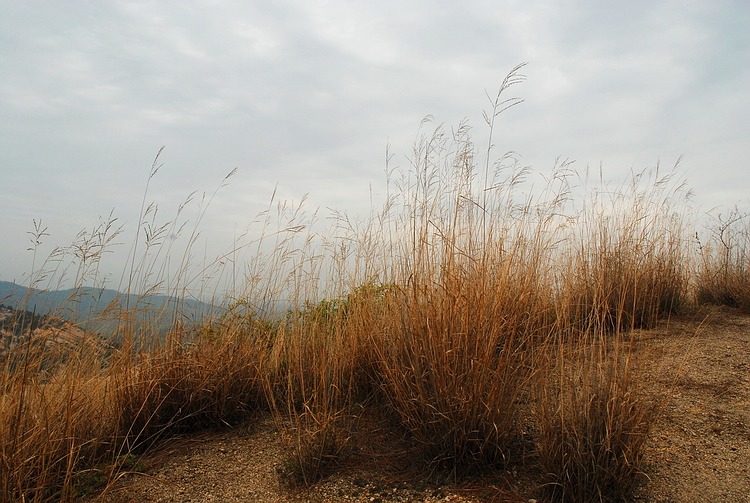 dsc_0187.jpg