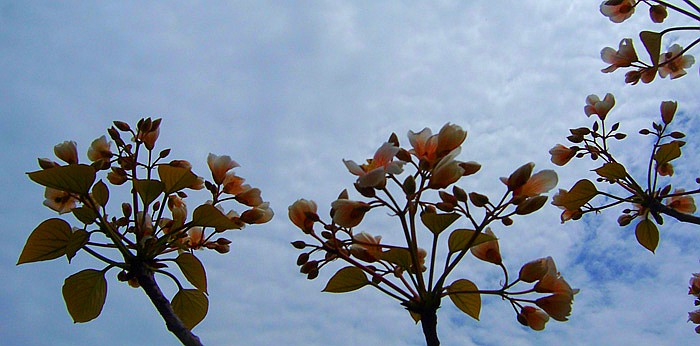 20100424⴩Խ 119_.jpg