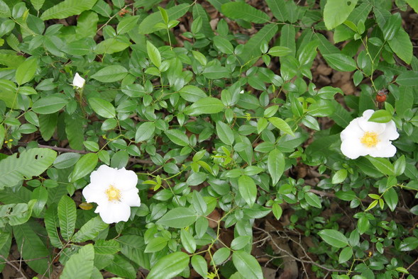 p 007.jpg