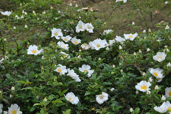 p 056.jpg