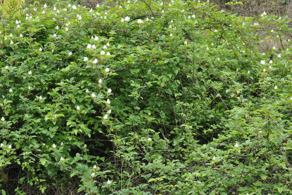 p 058.jpg