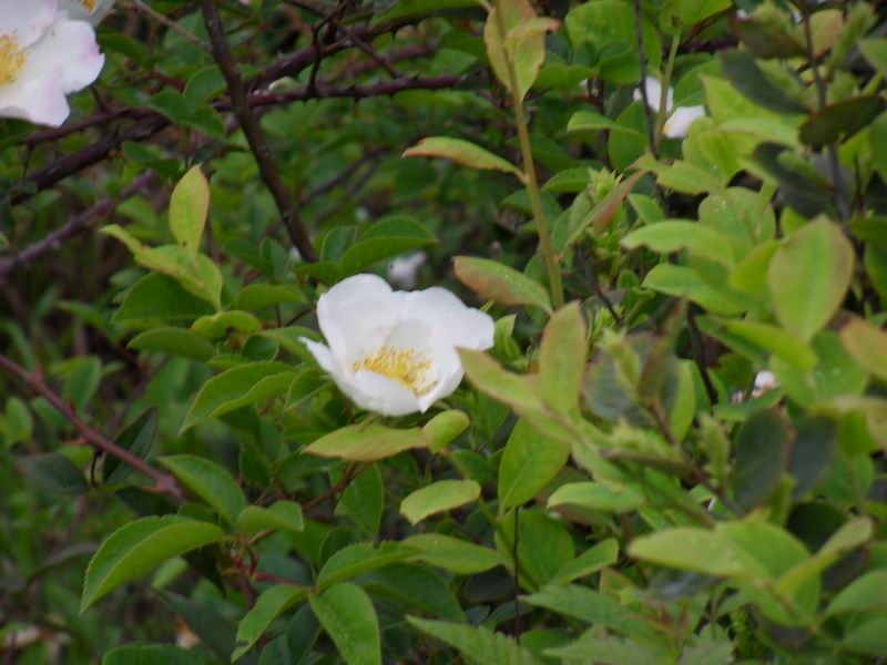 С sdc10227.jpg