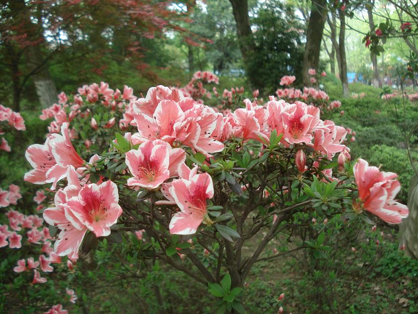 dsc08445.jpg