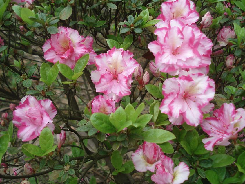 dsc08466.jpg