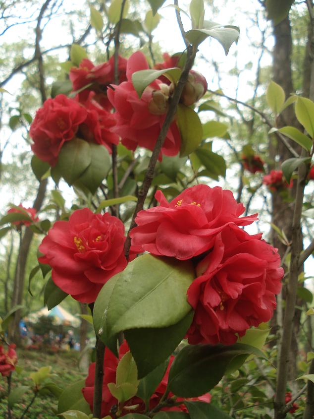 dsc08479.jpg