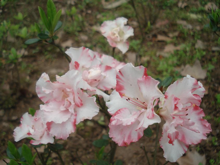 dsc08428.jpg