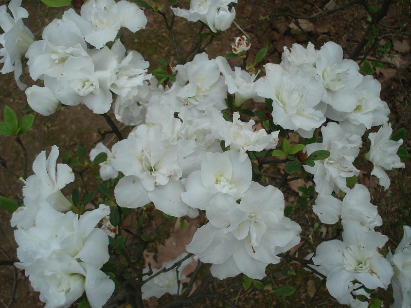 dsc08430.jpg