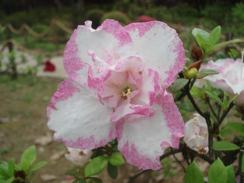 dsc08431.jpg