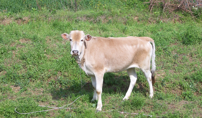 20100424⴩Խ 1.jpg