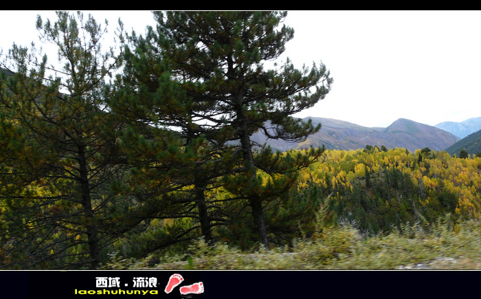 p1100020_neo_bak.jpg