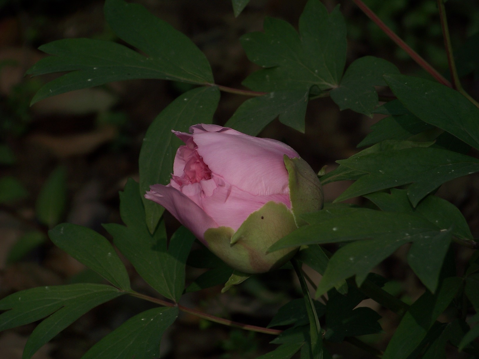 20100404f԰ĵ (85).jpg