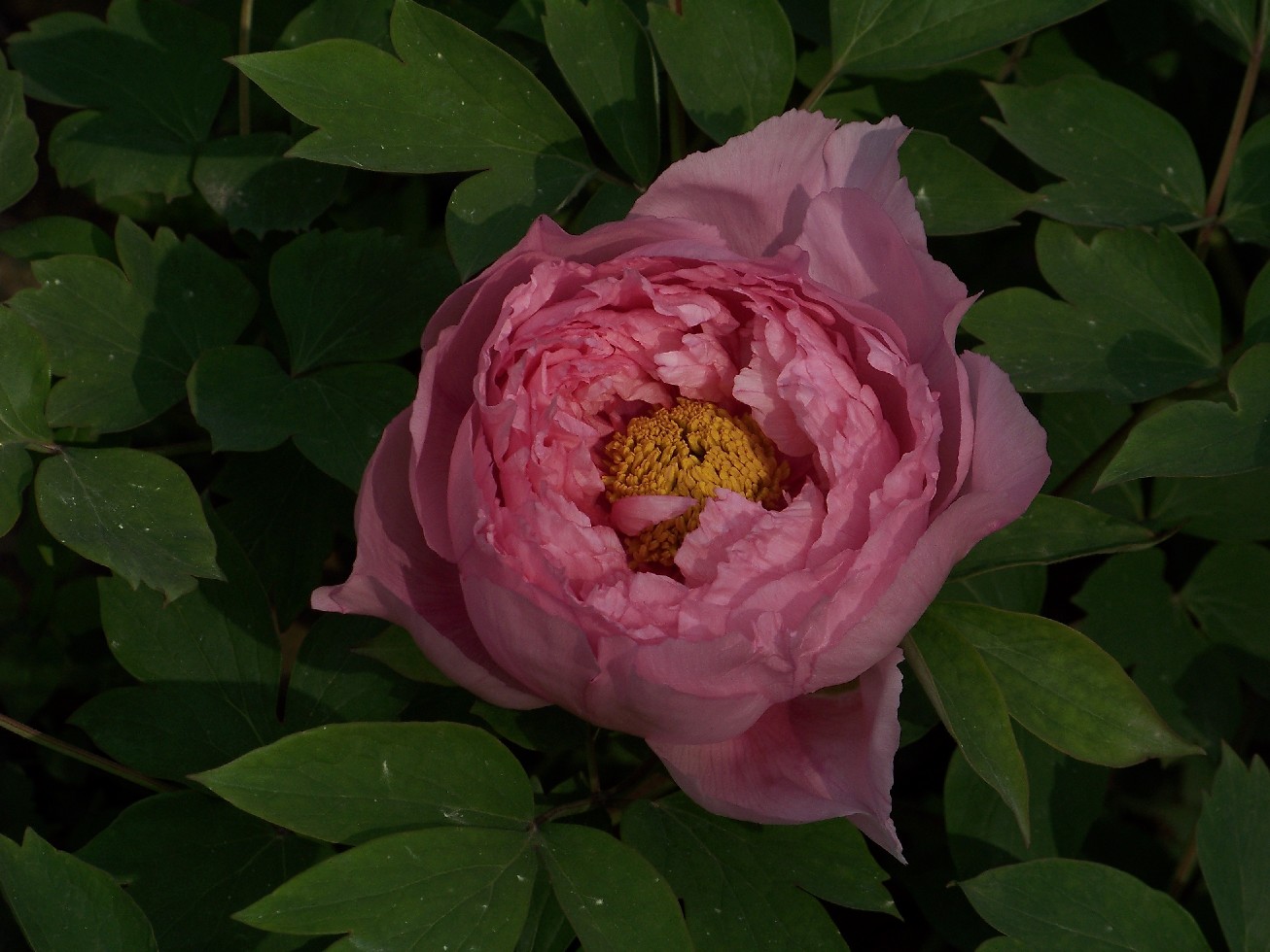 20100404f԰ĵ (86).jpg