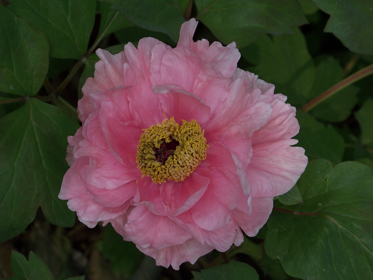 20100404f԰ĵ (89)Ļŭ.jpg