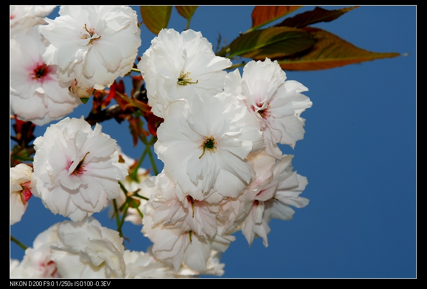 dsc_0261.jpg