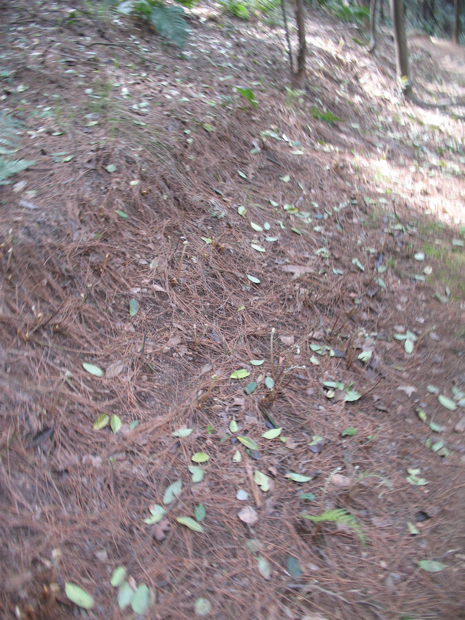 img_4952.jpg