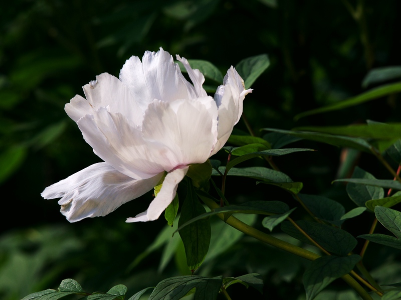imgp0326.jpg