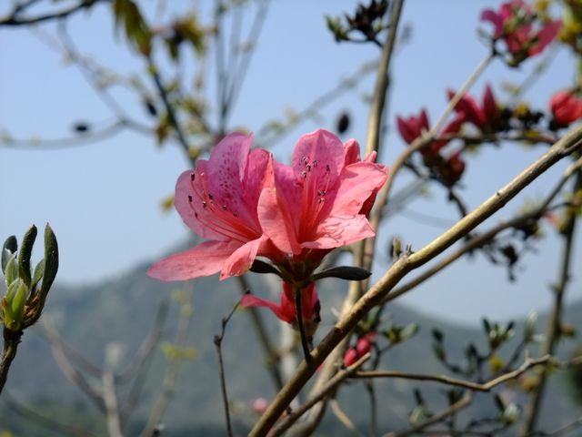 dscf2915-1.jpg