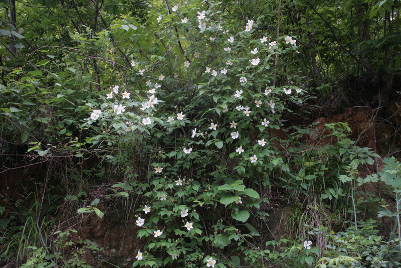 aimg_5096.jpg