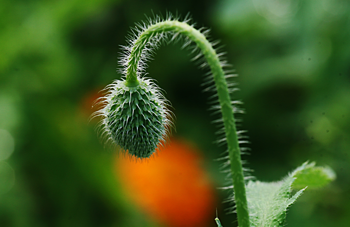 Ƭ 010.jpg