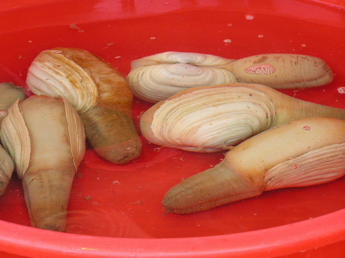 pict0081_С.jpg