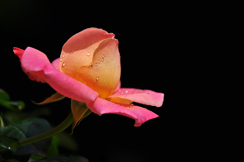 adsc_234601.jpg