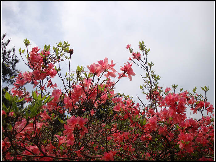 dsc04217.jpg